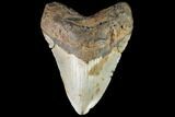 Megalodon Tooth - North Carolina #86968-1